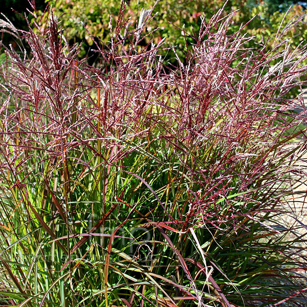 Big Photo of Miscanthus Sinensis