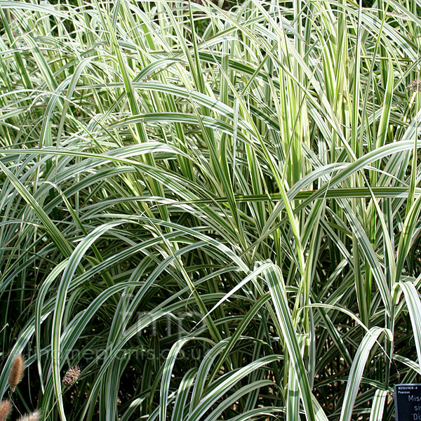 Big Photo of Miscanthus Sinensis