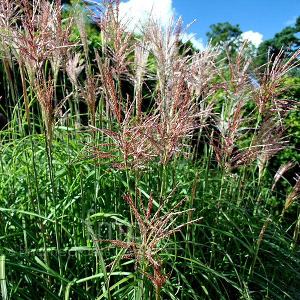 Big Photo of Miscanthus Sinensis