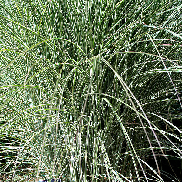 Big Photo of Miscanthus  Sinensis