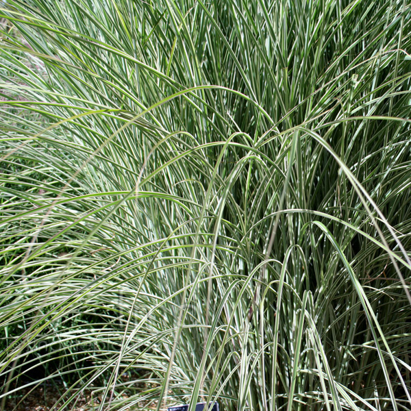 Big Photo of Miscanthus  Sinensis