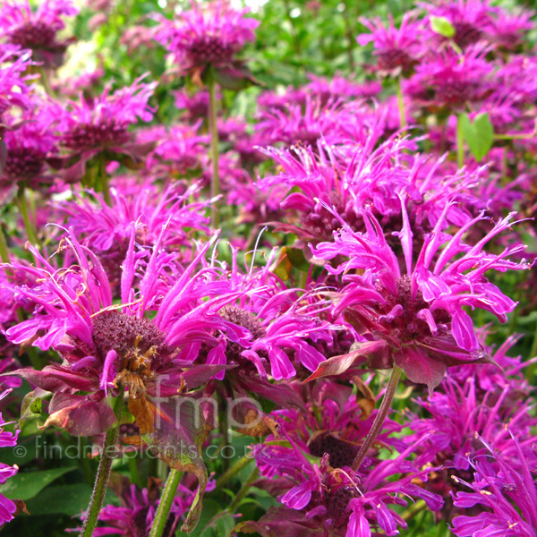 A Big Photo of Monarda , Flower Closeup from FindMePlants