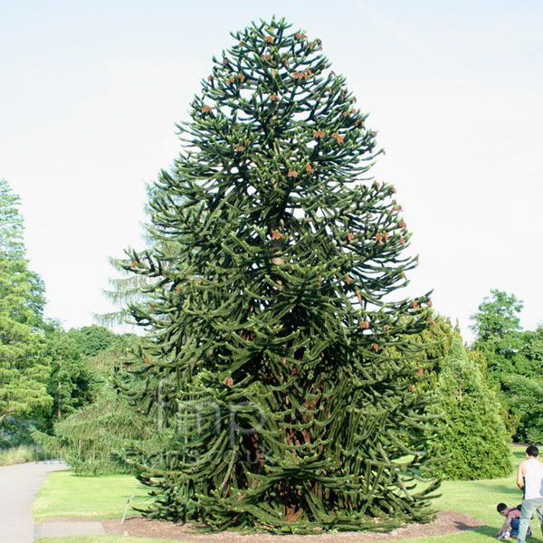 Big Photo of Araucaria Arucana
