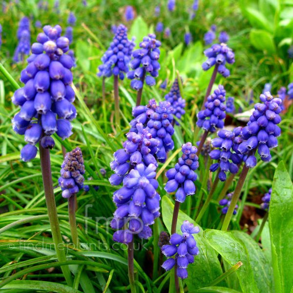 Big Photo of Muscari 