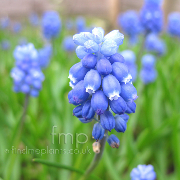 Big Photo of Muscari , Flower Close-up