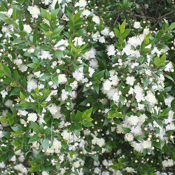 A Big Photo of Myrtus Communis from FindMePlants