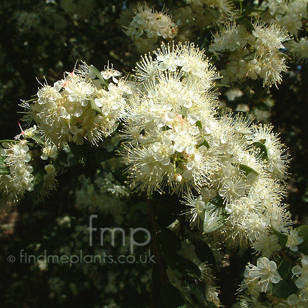 Big Photo of Myrtus Lechleriana