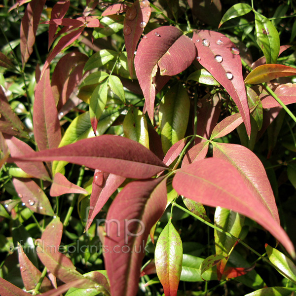 Big Photo of Nandina Domestica