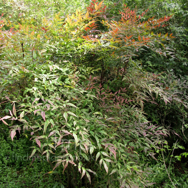 Big Photo of Nandina Domestica