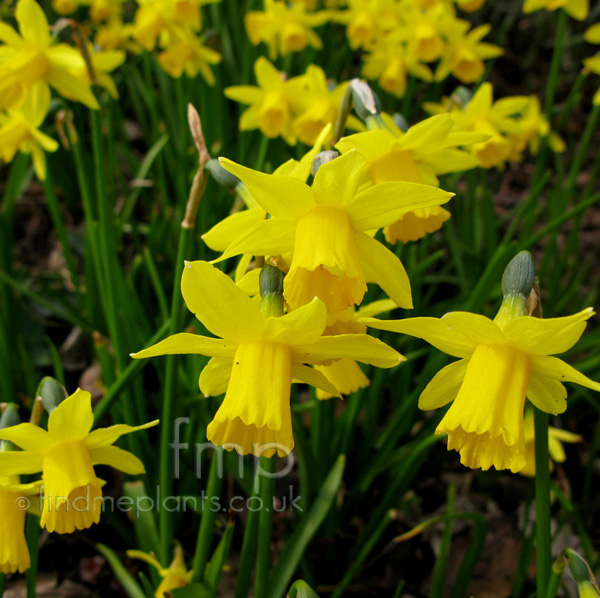 Big Photo of Narcissus 