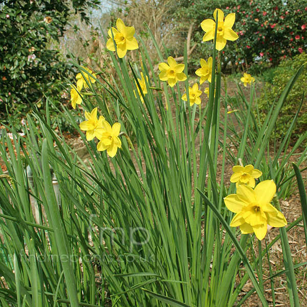 Big Photo of Narcissus 