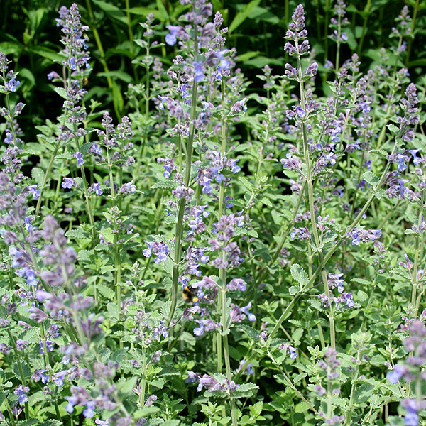 Big Photo of Nepeta X Faassenii