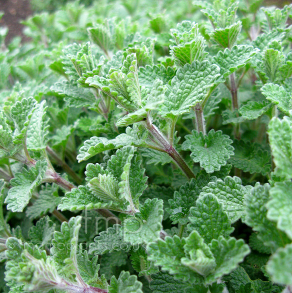 Big Photo of Nepeta X Faassenii