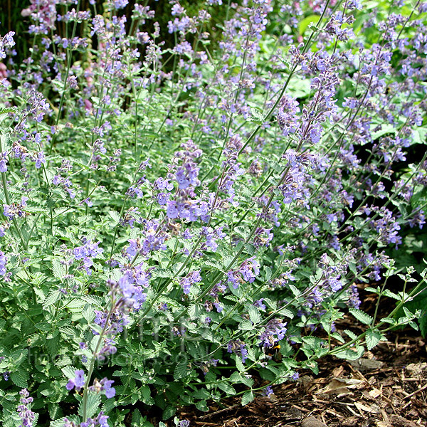 Big Photo of Nepeta Racemosa