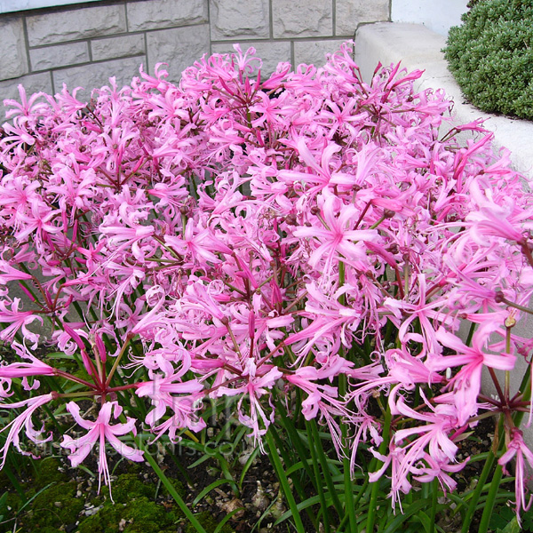 Big Photo of Nerine Bowdenii