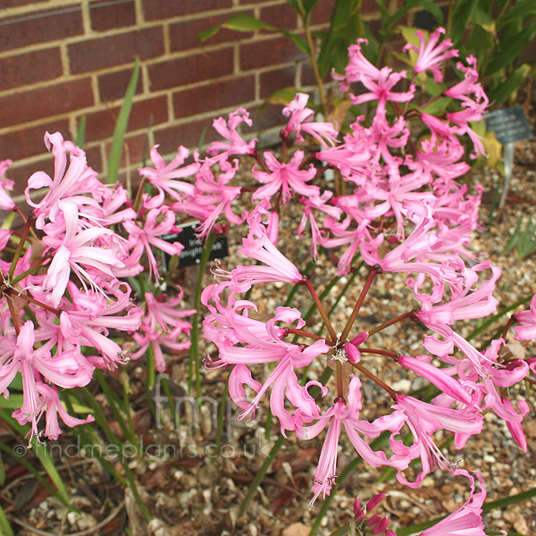 Big Photo of Nerine Bowdenii