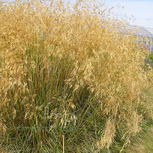 Big Photo of Stipa Gigantea