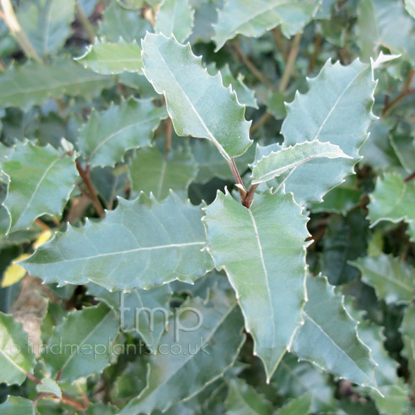 Big Photo of Olearia Macrodonta, Leaf Close-up