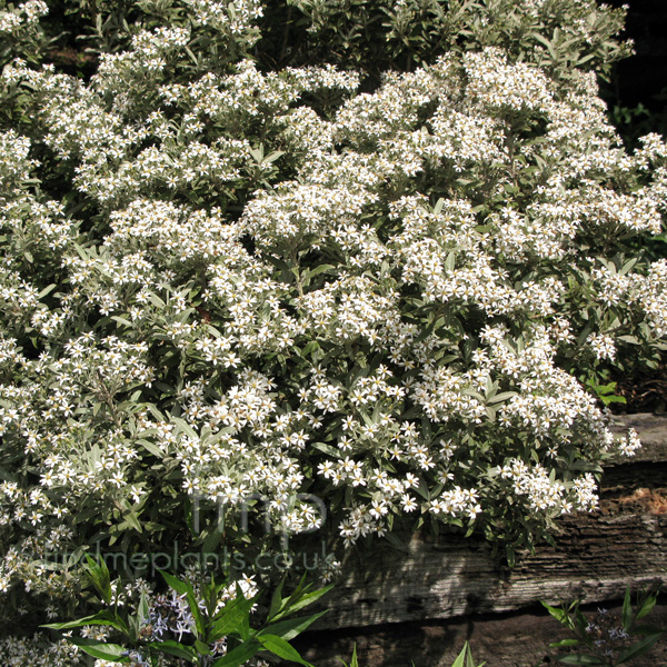 Big Photo of Olearia X Mollis