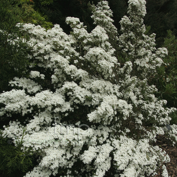 Big Photo of Olearia Phlogopappa