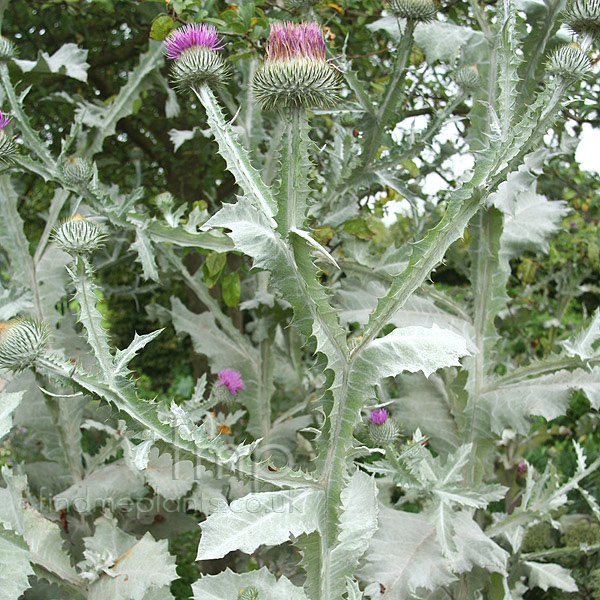 Big Photo of Onopordon Acanthium