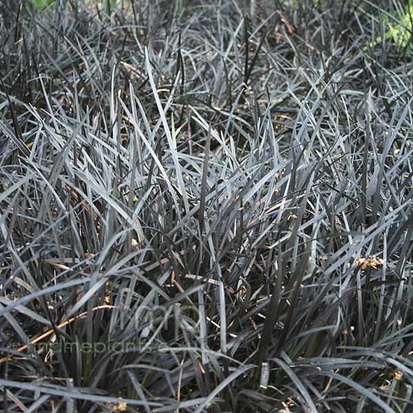 Big Photo of Ophiopogon Planiscapus