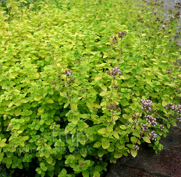 Big Photo of Origanum Vulgare