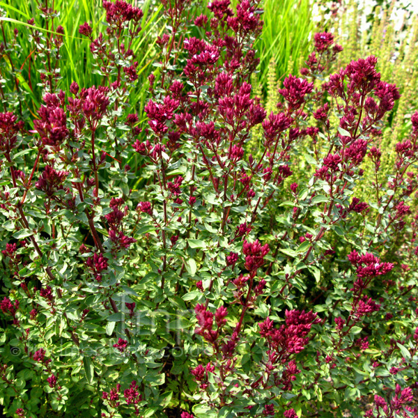 Big Photo of Origanum Laevigatum