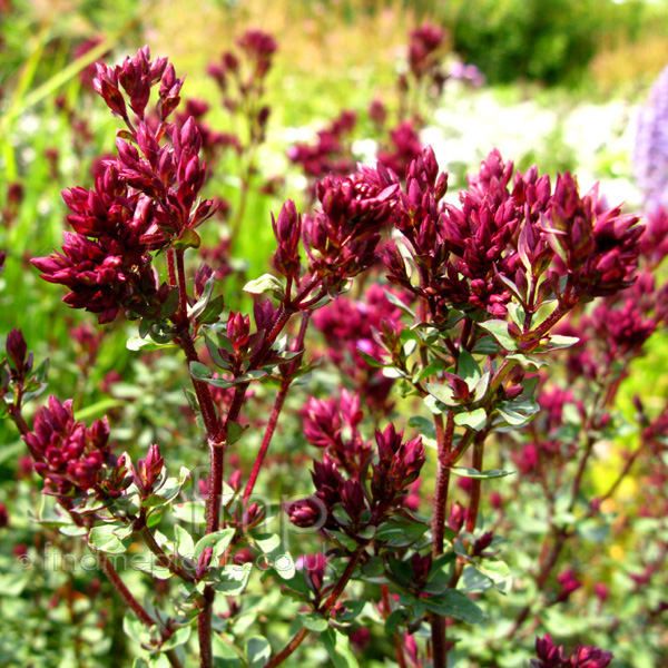 Big Photo of Origanum Laevigatum, Flower Close-up