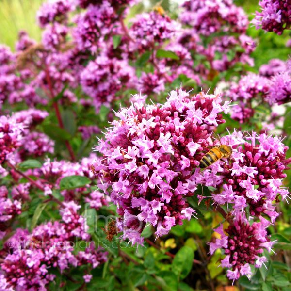 Big Photo of Origanum , Flower Close-up