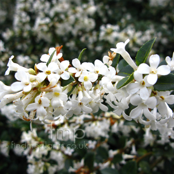 Big Photo of Osmanthus Delavayi, Flower Close-up