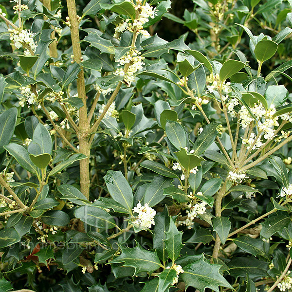 Big Photo of Osmanthus Heterophyllus