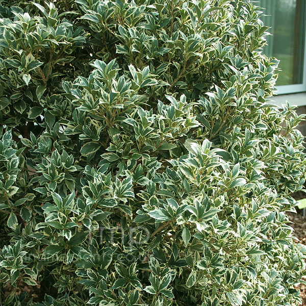 Big Photo of Osmanthus Heterophyllus