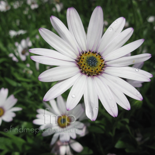 Big Photo of Osteospermum , Flower Close-up