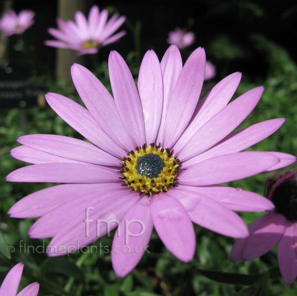 Big Photo of Osteospermum , Flower Close-up