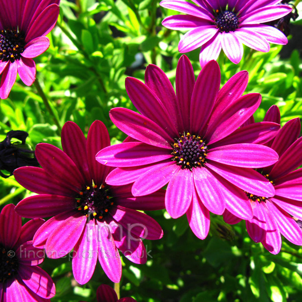 Big Photo of Osteospermum , Flower Close-up