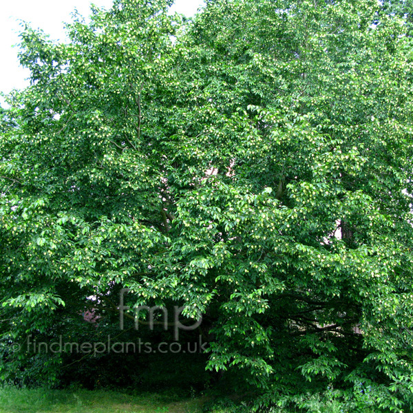 Big Photo of Ostrya Virginiana