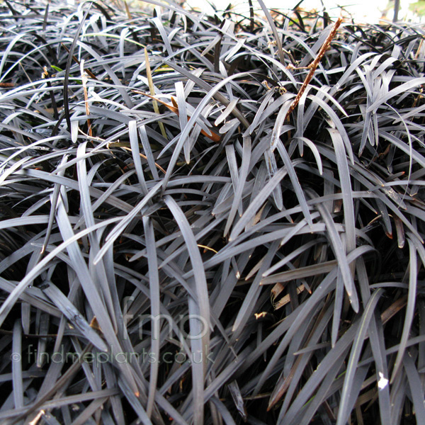 Big Photo of Ophiopogon Planiscapus