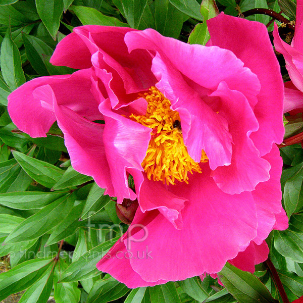 Big Photo of Paeonia Lactiflora