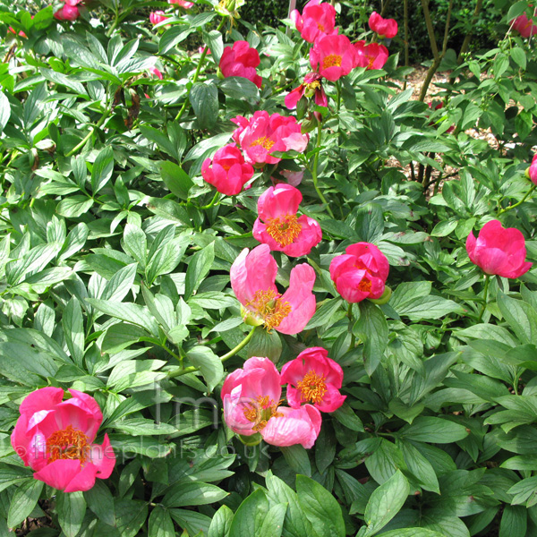 Big Photo of Paeonia 