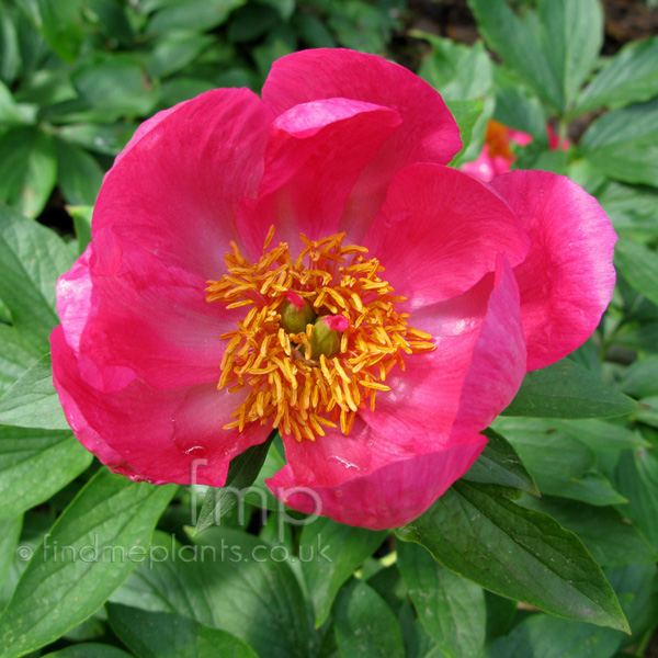 Big Photo of Paeonia , Flower Close-up