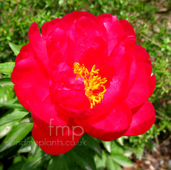 Big Photo of Paeonia 