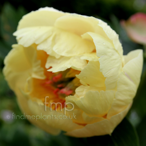 Big Photo of Paeonia 