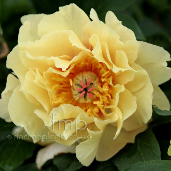 Big Photo of Paeonia , Flower Close-up