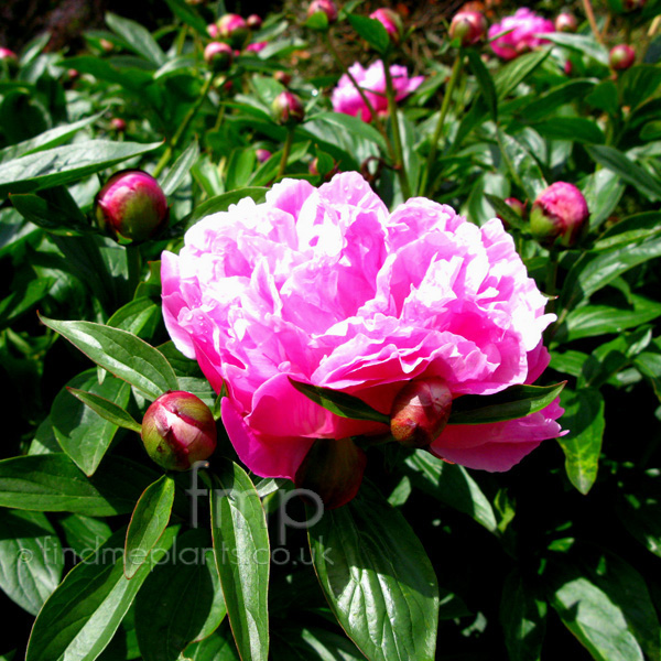 Big Photo of Paeonia Lactiflora