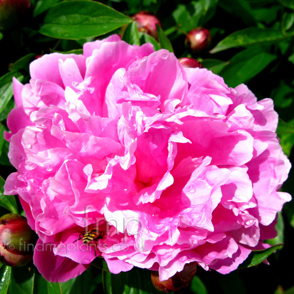 Big Photo of Paeonia Lactiflora, Flower Close-up