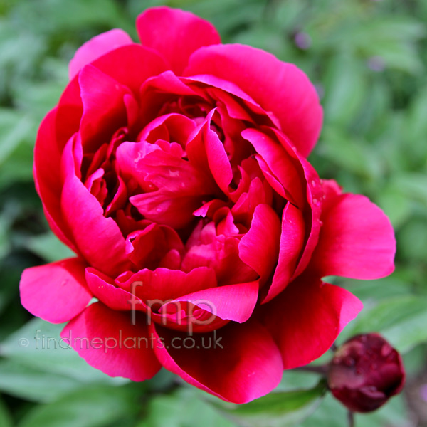 Big Photo of Paeonia , Flower Close-up