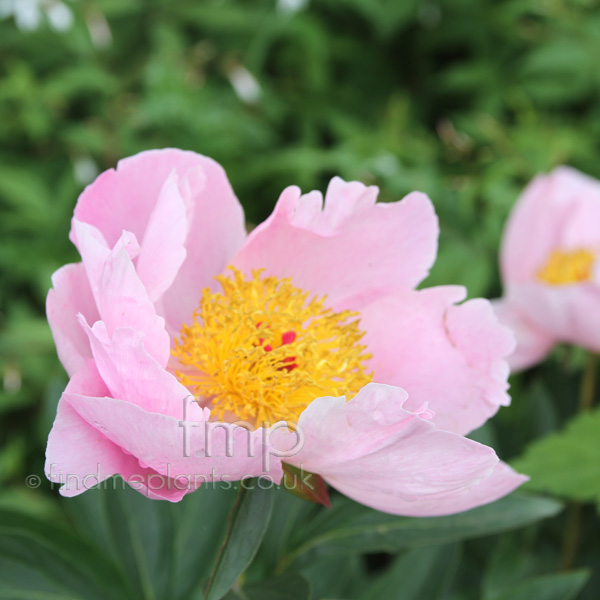 Big Photo of Paeonia , Flower Close-up