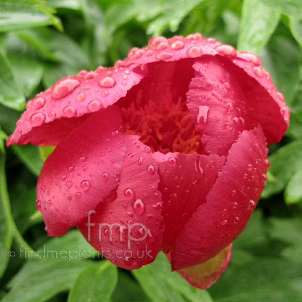 Big Photo of Paeonia Peregrina, Flower Close-up