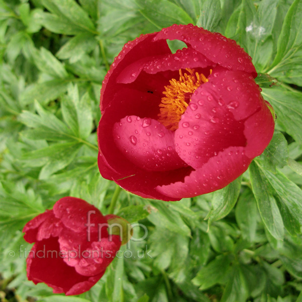 Big Photo of Paeonia Clusii, Flower Close-up